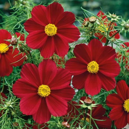 Picture of Cosmos - Versailles Tetra Red